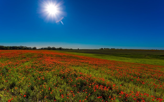 Campo de papoilas vermelhas