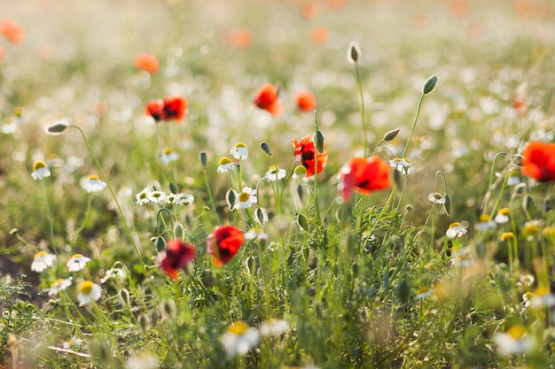 Campo, de, papoula milho, flores papaver, rhoeas, em, primavera