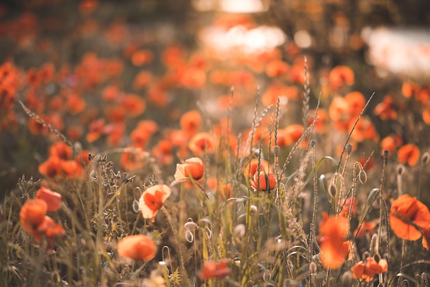 Campo de papoulas com flores desabrochando sobre fundo ensolarado. Temporada de primavera. Conceito de férias e liberdade.