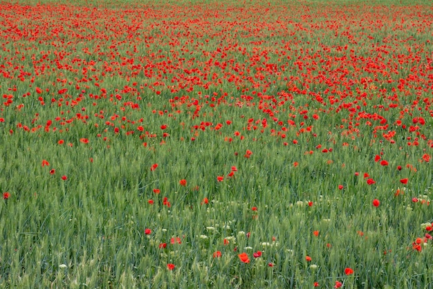 Campo de papoulas vermelhas, alicante, espanha