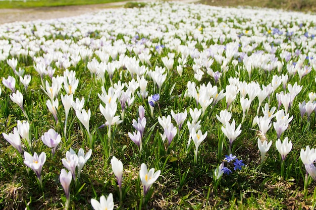 Campo de pasqueflower da primavera