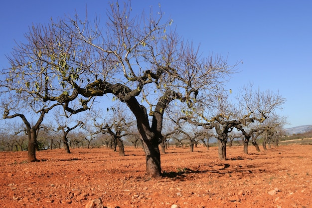 Campo de pessegueiro no solo vermelho