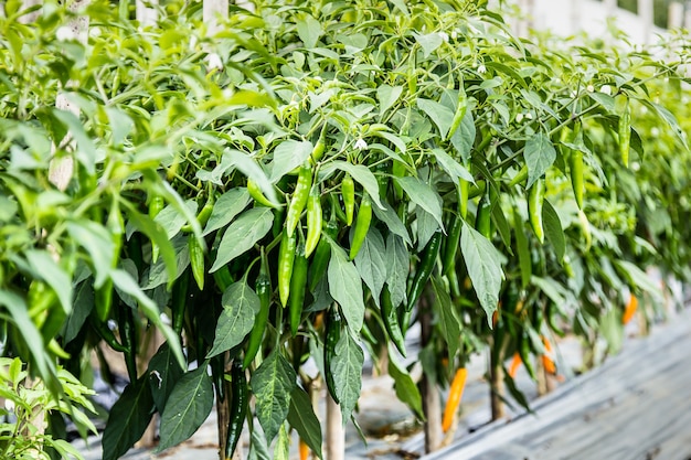 Campo de pimentão verde e laranja