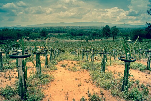 Campo de plantação de árvores frutíferas (fruta de dragão), tom vintage filtrado.