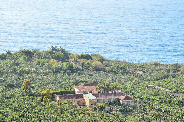 Campo de plantação de banana