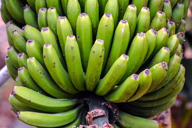 Campo de plantação de bananas