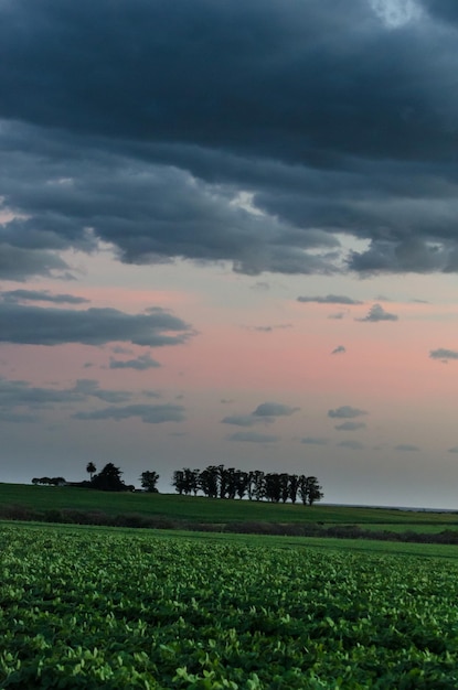 Campo de plantação de soja ao pôr do sol com um conjunto de árvores no horizonte