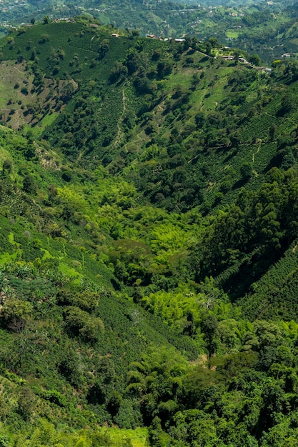 Campo de plantas de café em Manizales Caldas Antioquia Colômbia