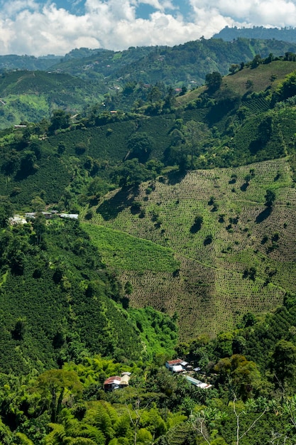 Campo de plantas de café em Manizales Caldas Antioquia Colômbia