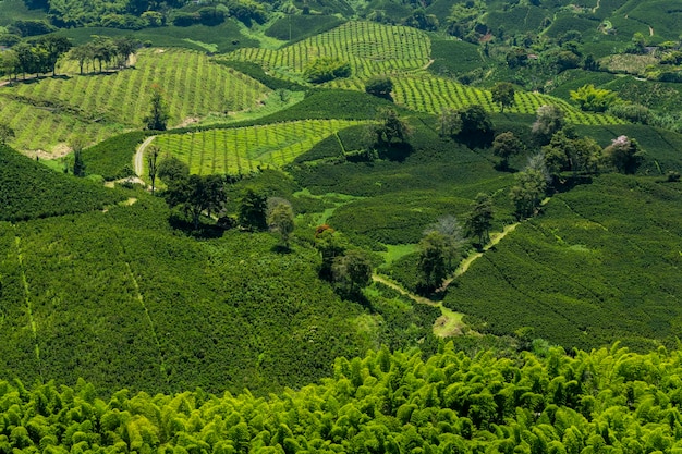 Campo de plantas de café em Manizales Caldas Antioquia Colômbia