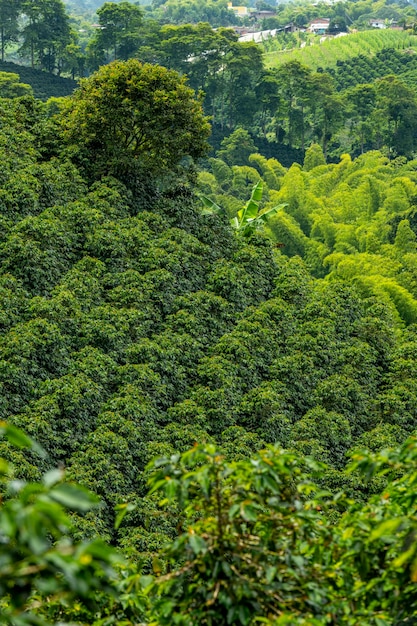 Campo de plantas de café em Pereira Risaralda Colômbia