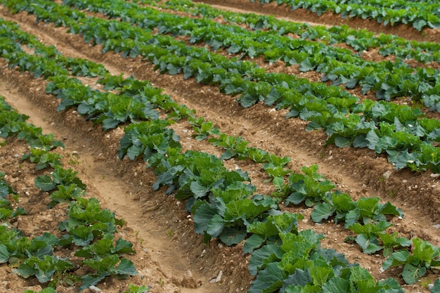 Campo de plantas verdes