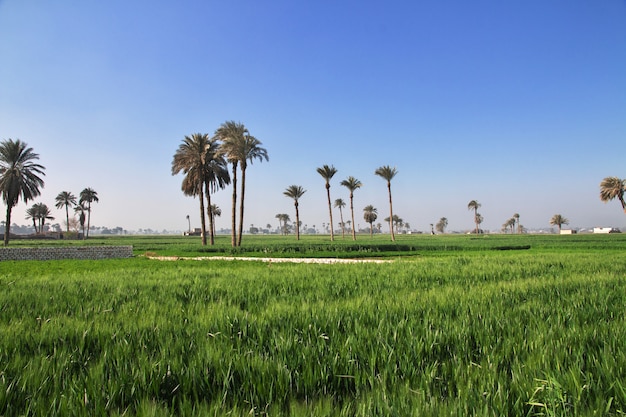 Campo de Ppapyrus em Amarna, nas margens do Nilo, Egito