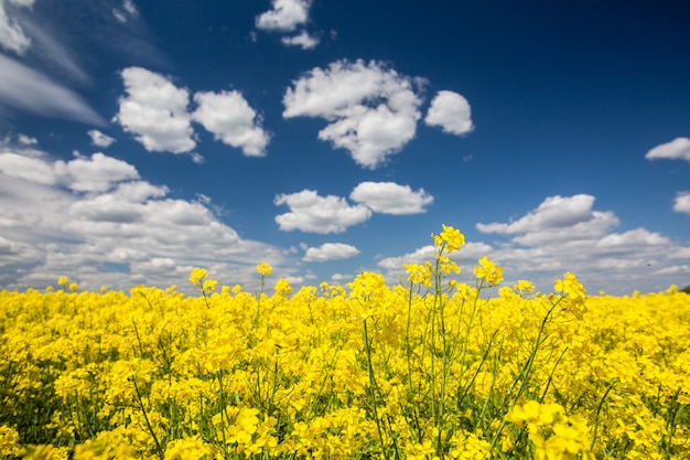 Campo de primavera amarelo de colza