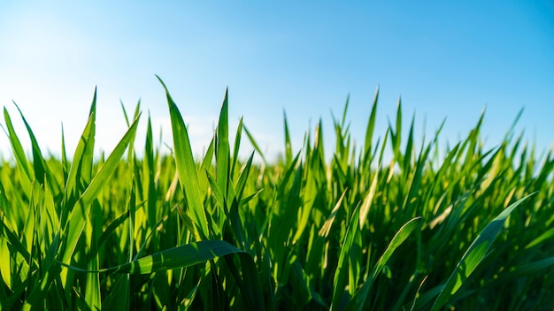 Campo de primavera com grama verde contra o céu