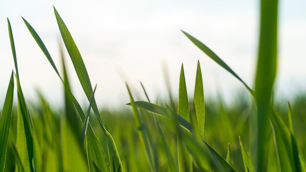 Campo de primavera com grama verde contra o céu