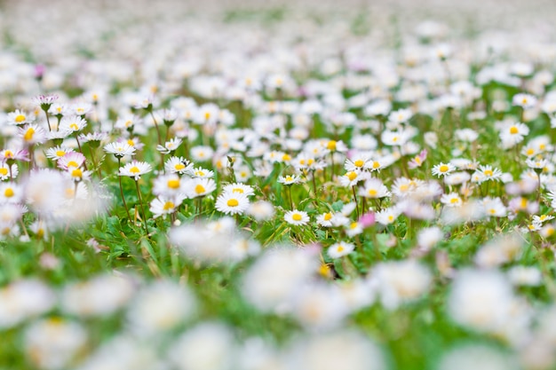 Campo de primavera de flores de camomila.