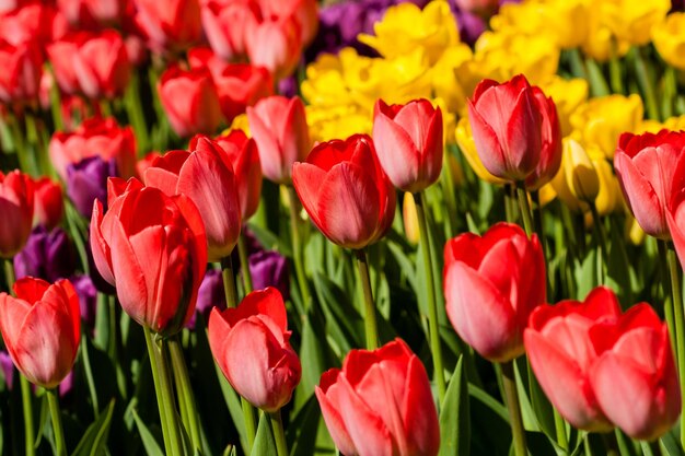 Campo de primavera de tulipas coloridas