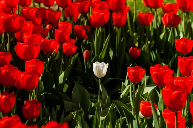 Campo de primavera de tulipas coloridas