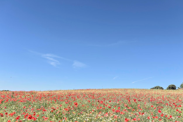 Campo de primavera poopy florescendo vermelho e céu azul