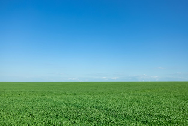 Campo de primavera verde contra o fundo do céu azul