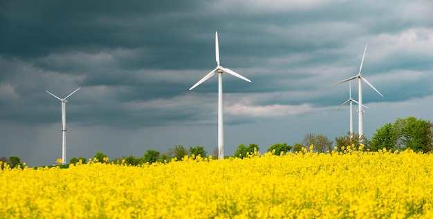 Campo de raps amarelo florescente com agricultura de moinhos de vento e campo de energia sustentável renovável