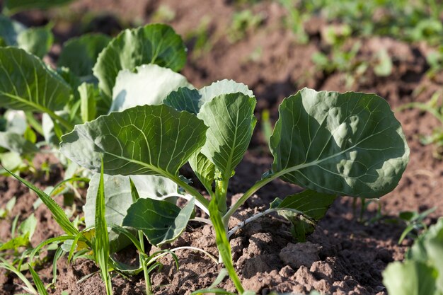 Campo de repolho primavera Campo agrícola em que crescem os jovens repolho verde temporada de primavera