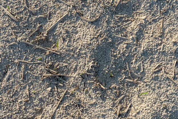 Campo de restolho após o corte de grãos vazio campo agrícola limpo após a colheita Seca no final da temporada de colheita Agricultura orgânica