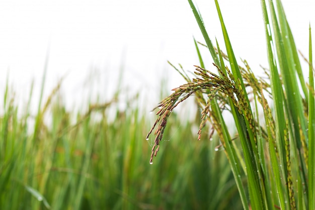 Campo de riceberry