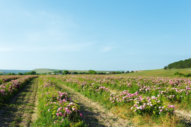 Campo de rosas