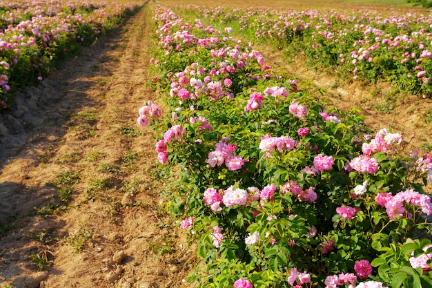 Campo de rosas