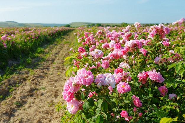 Campo de rosas