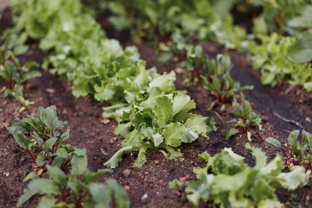 Campo de salada de alface