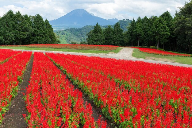 Campo de sálvia vermelha e monte daisen