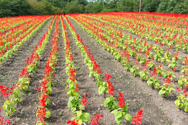 Campo de sálvia vermelha