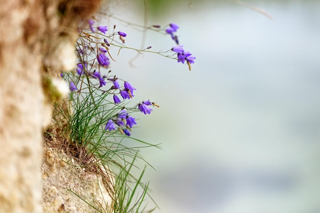 Campo de sinos de flores lindo fundo da natureza