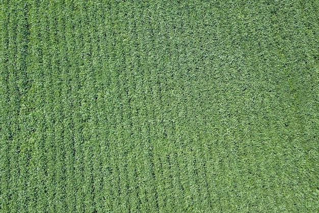 Campo de soja de amadurecimento verde. linhas de soja verde aérea.