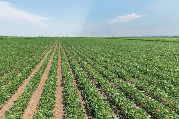 Campo de soja de amadurecimento verde. Linhas de soja verde. Plantação de soja.