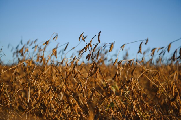 Campo de soja e plantas de soja maduras ao nascer do sol. Agricultura de soja