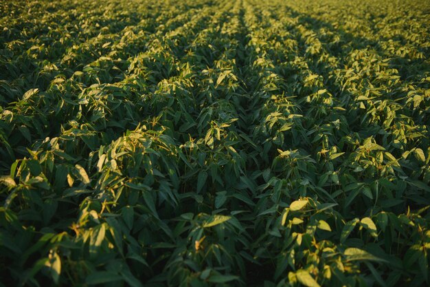 Foto campo de soja e plantas de soja na luz da manhã cedo agricultura de soja