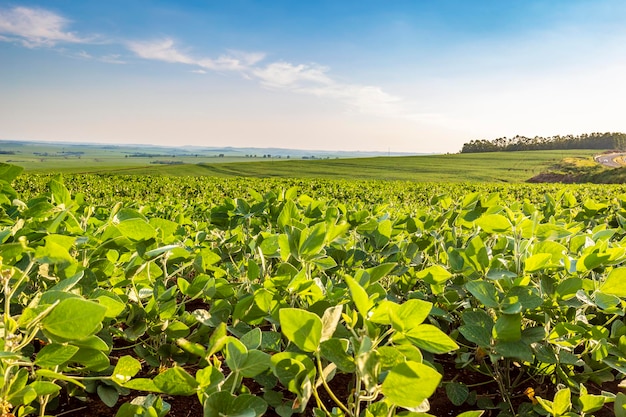 Campo de soja em um dia ensolarado. cenário agrícola.