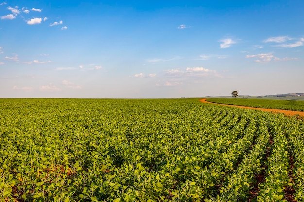 Campo de soja em um dia ensolarado. Cenário agrícola.