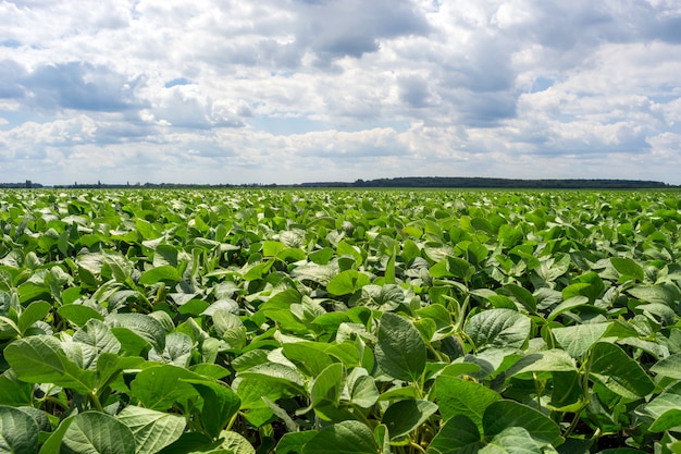 Campo de soja verde no período de floração. Limpe de doenças e pragas, saudável