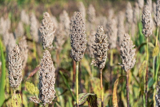 Campo de sorgo pela manhã