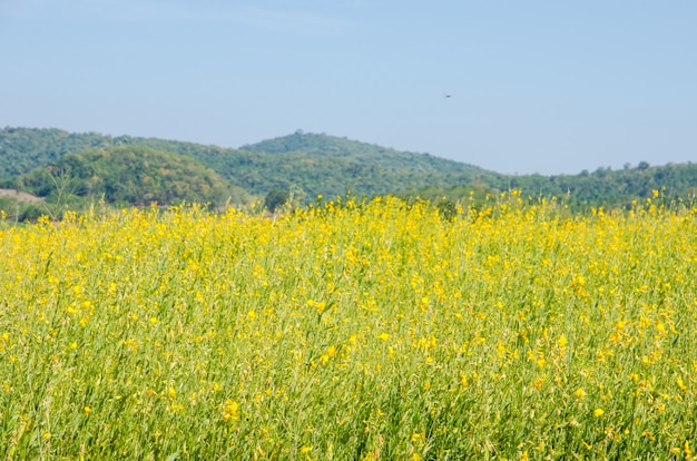 Campo de Sunhemp em dia de sol