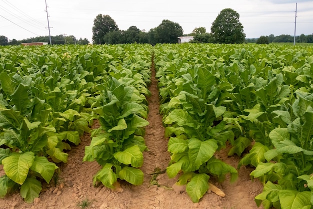 Campo de tabaco rural em um dia nublado