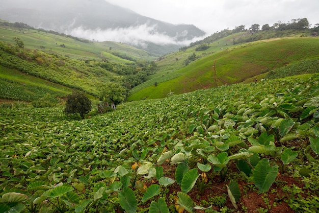 Campo de taro na montanha em phetchabunthailandxd