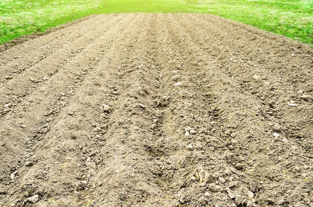 Campo de terra arado em um país rural definindo grama de primavera e colheitas frescas