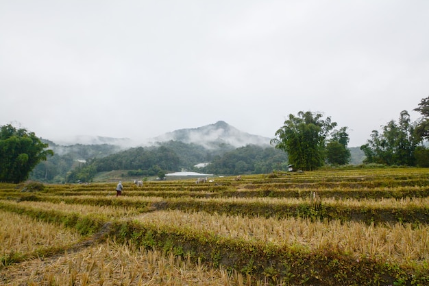 Campo de terraços de arroz em Mae Klang Luang, Mae Chaem, Chiang Mai, Tailândia