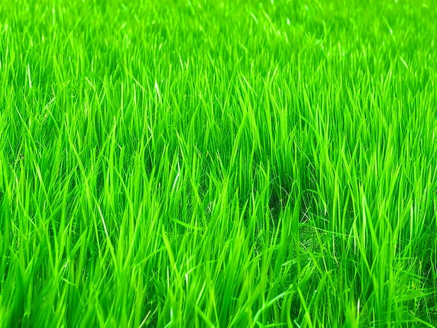 Foto campo de textura de grama imagem hd download gratuito